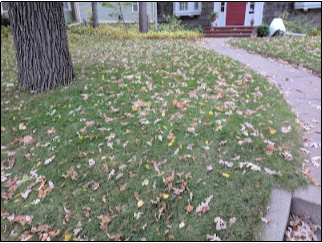 This amount of leaves could be mulched without leaving too much litter on the turf and soil surface. Photo by Jon Trappe, University of Minnesota Extension.