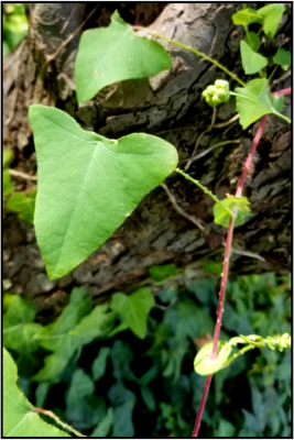 Arrowhead leaf shape