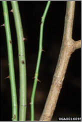 Juvenile (small, green) vs. mature stems (thick, brown)