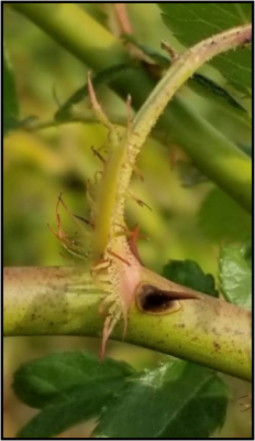 Stipules