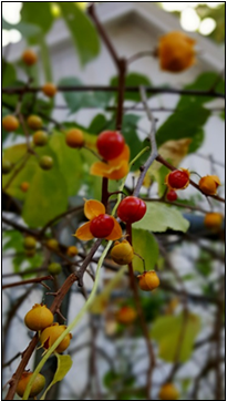Bittersweet fruit with foliage in the background