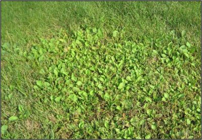 PLANTA DE HOJA ANCHA (PLANTAGO MAJOR) 
