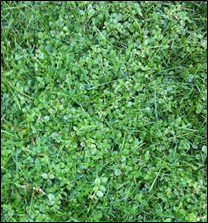 common chickweed growing on ground
