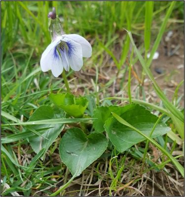 VIOLETA (VIOLA PAPILIONACEA)