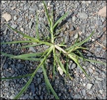 Clump of immature goosegrass growing in pavement