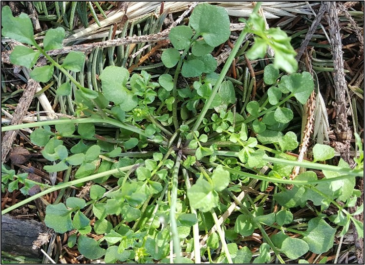 Flowering white clover patch