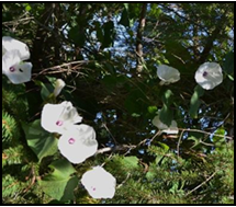 Hedge Bindweed flowers