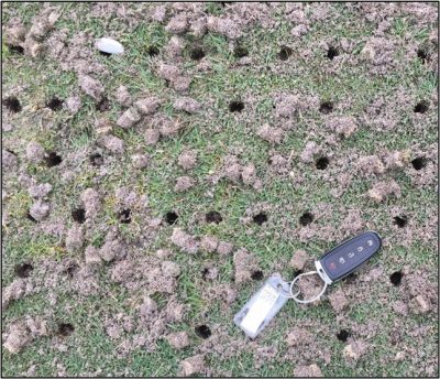 Holes in turfgrass stand. Keys next to holes for scale.