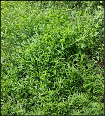 Thick Japanese stiltgrass patch