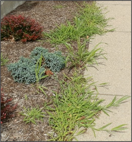 Large crabgrass growing in multiple places next to sidewalk
