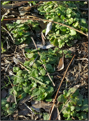 Mouse-ear chickweed growing on ground.
