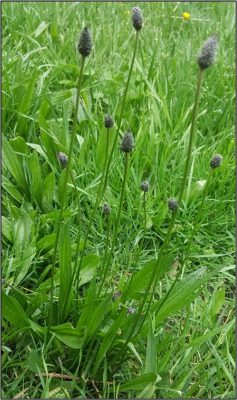 PLANTA DE HOJA ESTRECHA (PLANTAGO LANCEOLATA)