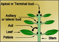 Labelled plant parts