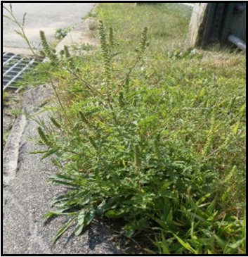Ragweed growing next to road