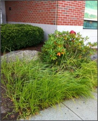 Yellow nutsedge in garden bed