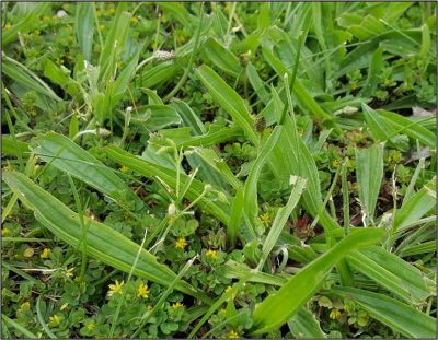 PLANTA DE HOJA ESTRECHA (PLANTAGO LANCEOLATA)