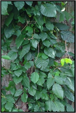 Poison ivy growing on tree