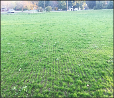 A recently overseeded field with adequate germination.