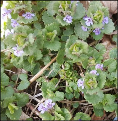 Ground ivy with purple flowers
