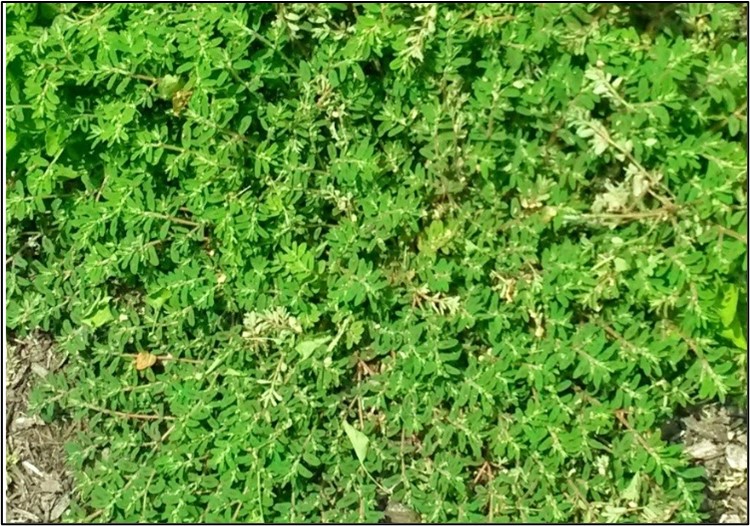 Spotted spurge (Euphorbia maculata)