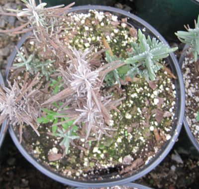 crown rot on Lavender Plant