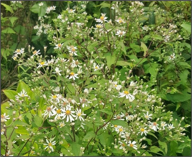 Flowering white wood aster (Eurybia divaricata)