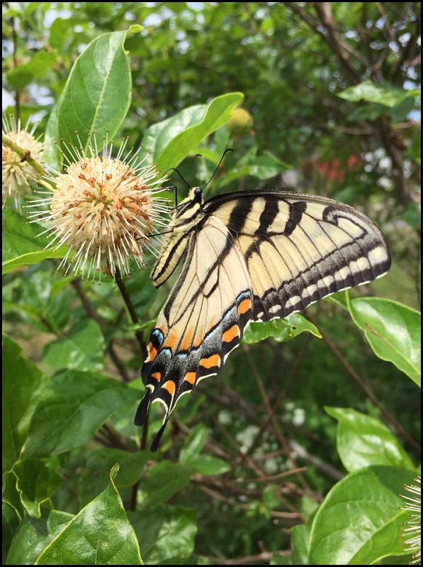 Buttonbush flower and butterfly. Photo by J. Lubell-Brand