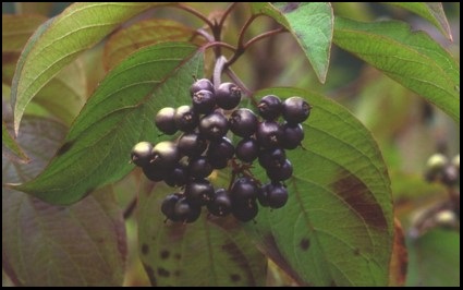 Silky dogwood berries. Photo by P. Picone