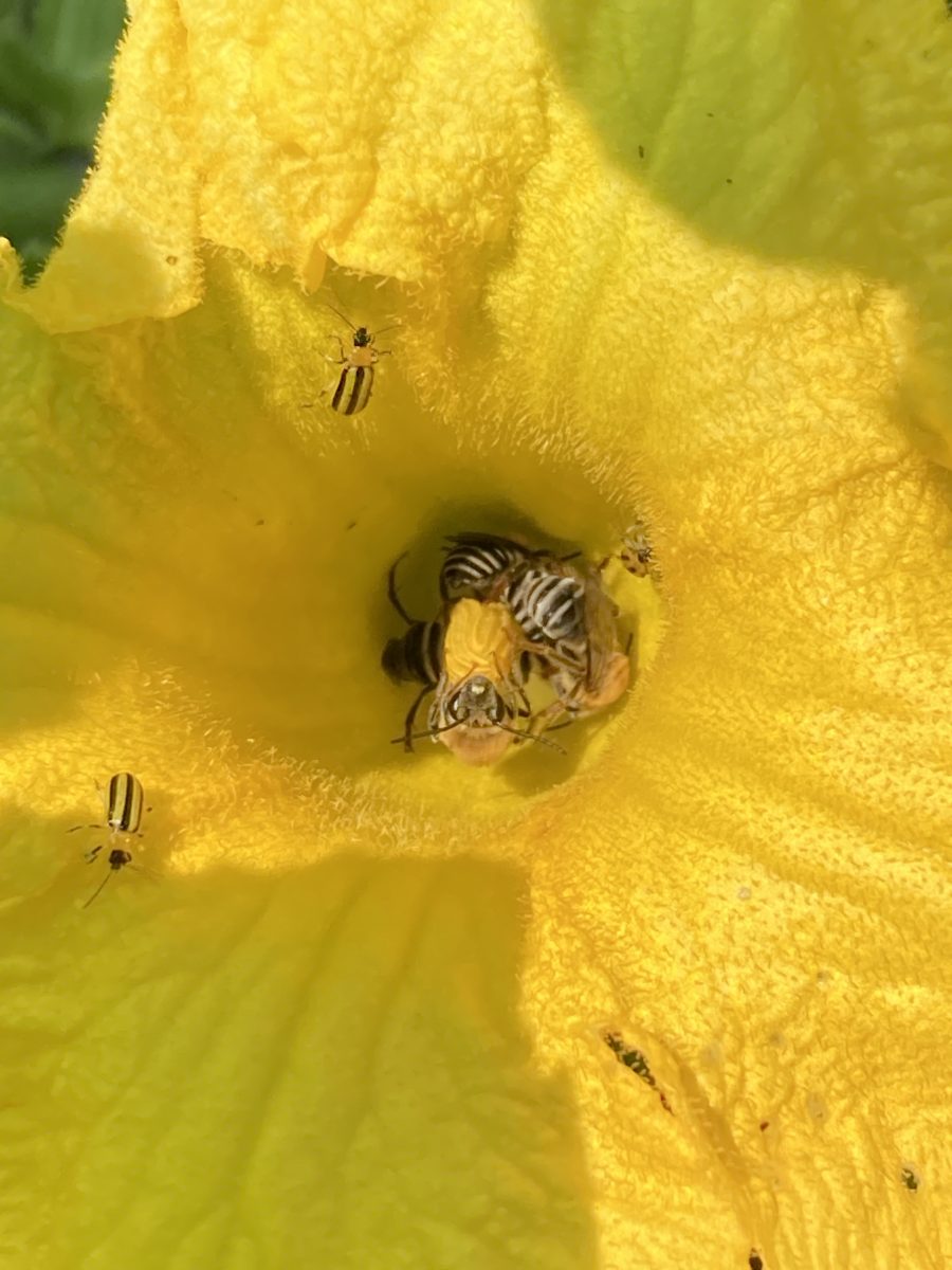 Striped cucumber beetles on a squash flower. Squash bees feed in the center.