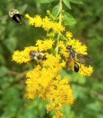Goldenrod flowers with bees. Photo by A. Siegel-Miles