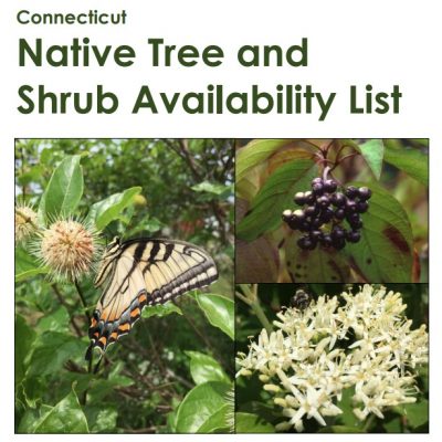Cover image for Native Tree and Shrub Availability List 2023