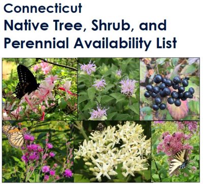Cover image for Connecticut Native Tree, Shrub, and Perennial Availability List depicting 6 native plants, bees, and butterflies