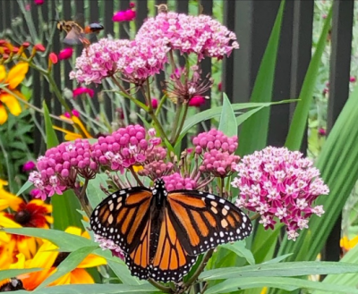 Swamp milkweed flowers with monarch butterfly. 