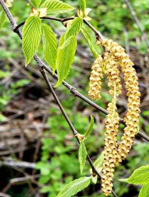 Sweet birch leaves, branch, and flower.