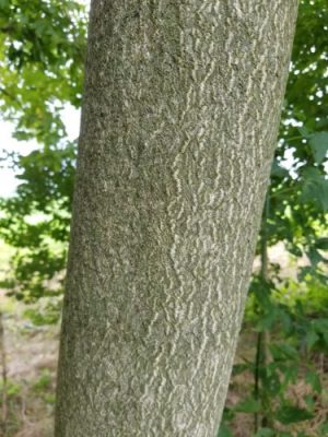 Tree-of-heaven bark. Photo by Ryan Davis, Alliance for the Chesapeake Bay