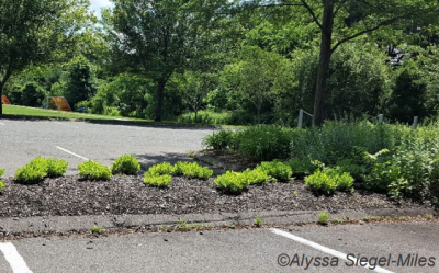 School parking lot with landscaped bed containing low plants and a tree. Photo by Alyssa Siegel-Miles