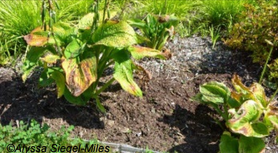 Hostas in garden bed area, Photo by Alyssa Siegel-Miles. 