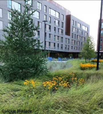 Tree and landscaped area in front of office building. Photo by Vickie Wallace. 