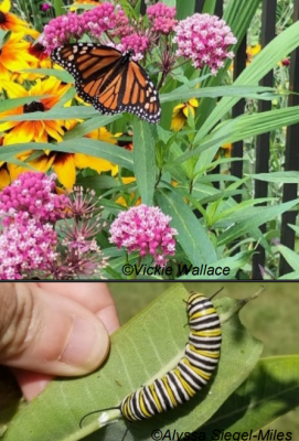 Top: Monarch drinks from pink flower. Photo by Victoria Wallace. Bottom: caterpillar eats leaf. Photo by Alyssa Siegel-Miles.