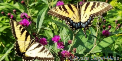 Butterflies on purple flowers and green foliage. Photo by Alyssa Siegel-Miles. 