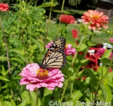 Butterfly on pink zinnia. Photo by Alyssa Siegel-Miles. 