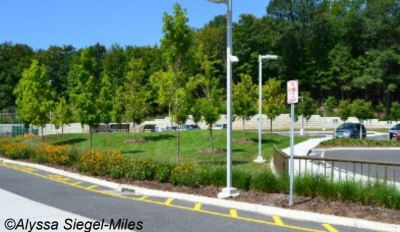 Landscaped beds with trees in parking lot. Photo by Alyssa Siegel-Miles. 