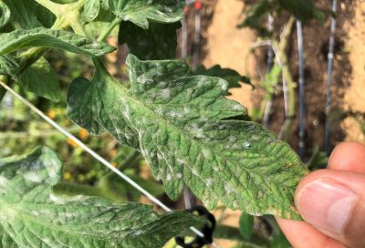 Tomato leaf with powdery mildew