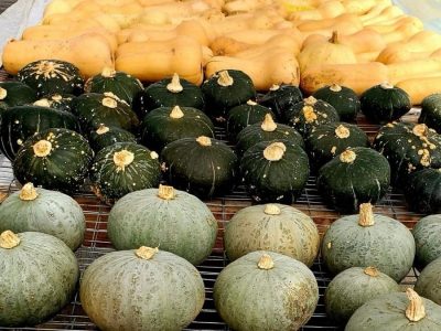 Winter squash curing in a greenhouse