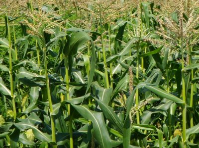 Image of a corn field on a sunny day.