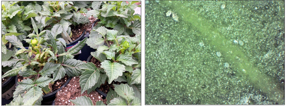 Broad mite injury on dahlia on left compared to healthier plants on right and closeup of microscopic broad mite eggs with distinctive spots that look like a row of diamonds. (photo on left). Photos by Leanne Pundt