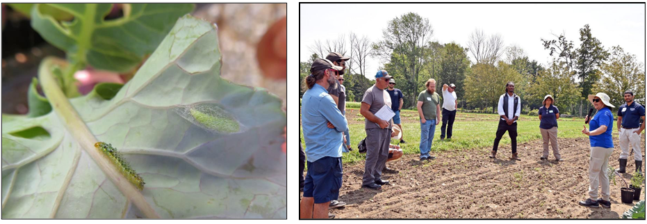 Diamondback moth pupa in protective webbing and cross-striped cabbageworm on broccoli (left). Photo by Ana Legrand. Maussi Arrunategui presents on the push-pull system project for the Vegetable IPM Field Workshop (right). Photo by Jason Sheldon.
