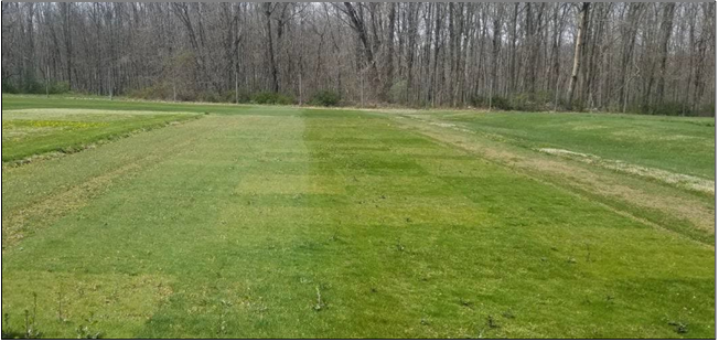 2021 ALIST Fine Fescue test. Photo by Alyssa Siegel-Miles