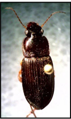 Ground beetle. Photo by Emma Fox.