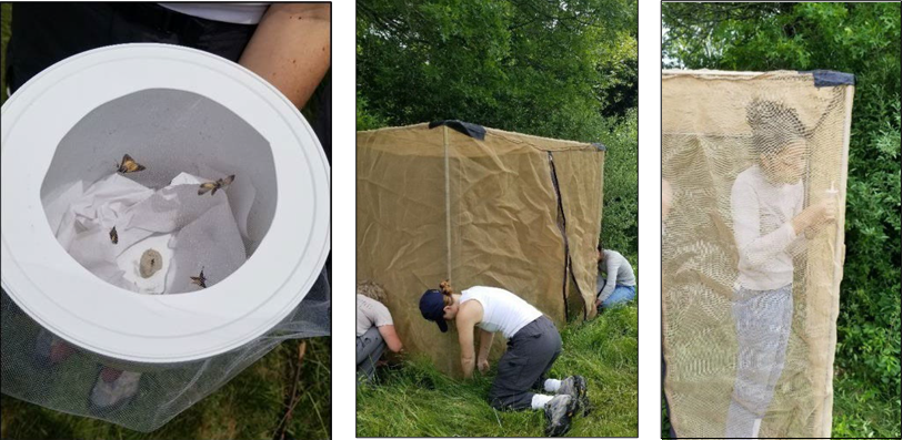 Hypena opulenta moths ready to be released (left). Seasonal assistants set up the structure that house the released moths (middle). A seasonal assistant sets up the habitat for the moths (right).Photos by Alyssa Siegel-Miles